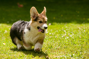 Corgi