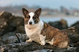 Corgi